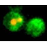 eGFP Annexin V and PI Apoptosis Kit (100 rxns)